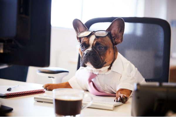 cute dog sits at computer with glasses, shirt, and tie