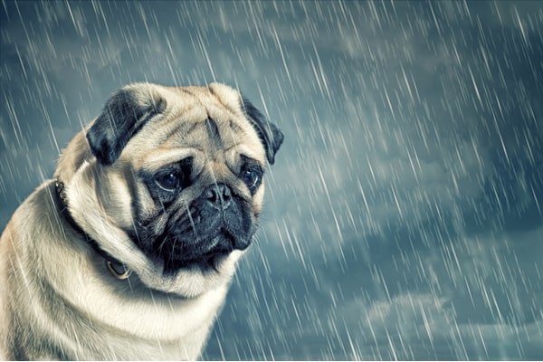 sad dog in the rain with dark clouds behind