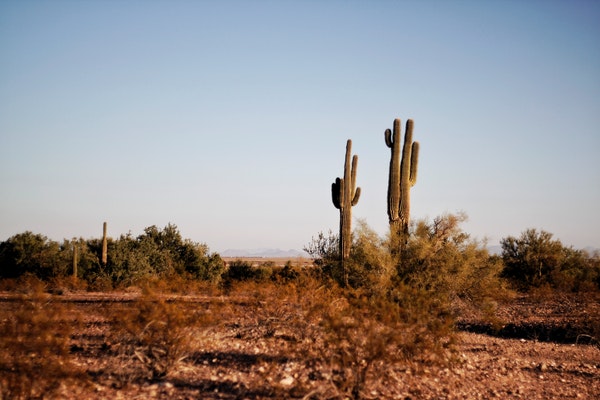 desert landscape with cacti and bushes